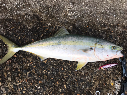 ハマチの釣果