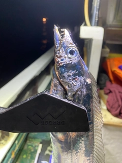 タチウオの釣果