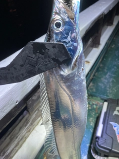 タチウオの釣果