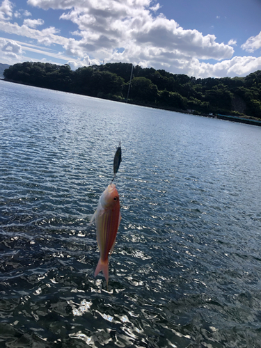 イトヨリダイの釣果