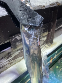 タチウオの釣果
