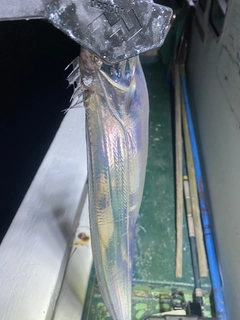 タチウオの釣果