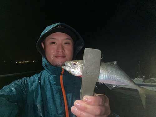 マルアジの釣果