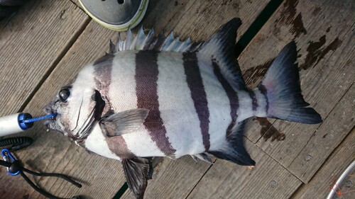 イシダイの釣果