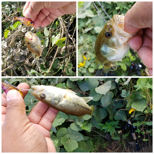 ブラックバスの釣果