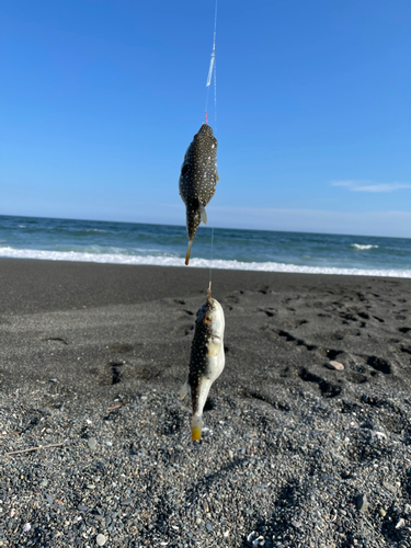 クサフグの釣果