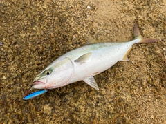 ツバスの釣果