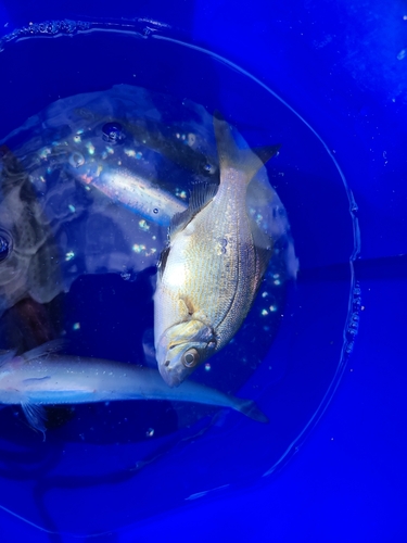 ウミタナゴの釣果