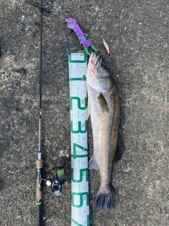 シーバスの釣果