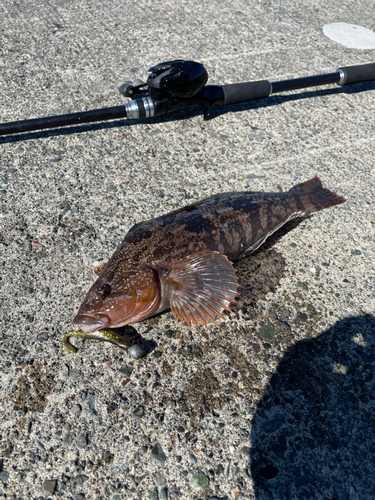 アブラコの釣果