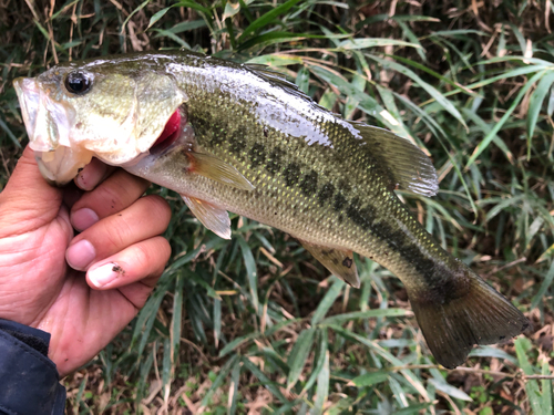 ラージマウスバスの釣果