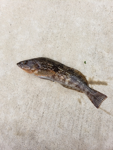 アイナメの釣果