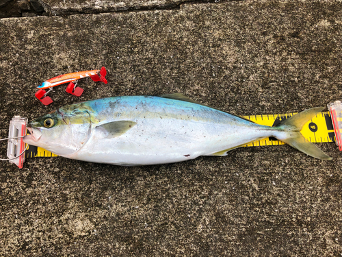 イナダの釣果