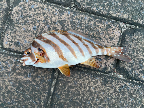 タカノハダイの釣果