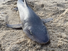 サメの釣果