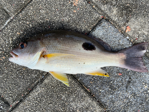 クロホシフエダイの釣果