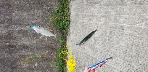 マサバの釣果