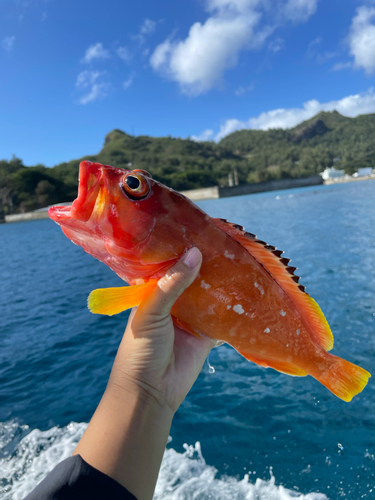 アカハタの釣果