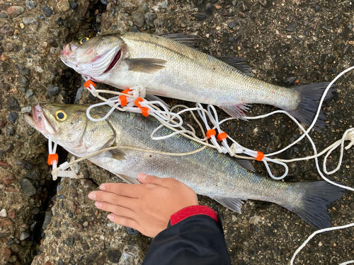 シーバスの釣果