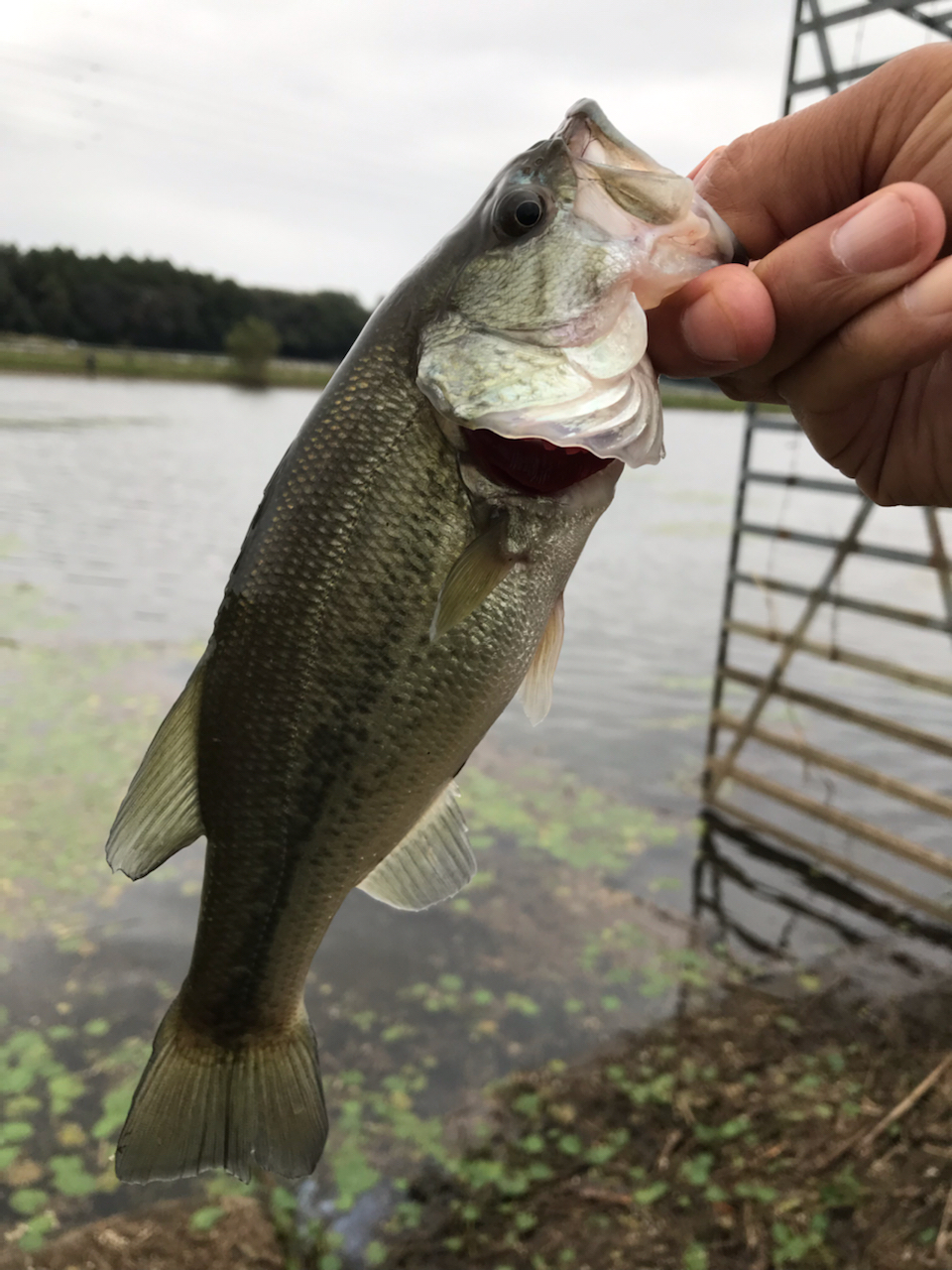 スモールマウスバス