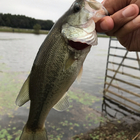 スモールマウスバス