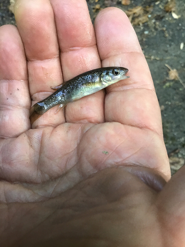 アブラハヤの釣果