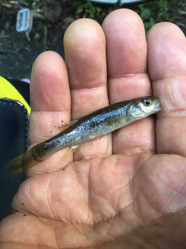 アブラハヤの釣果