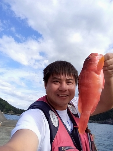 アカハタの釣果