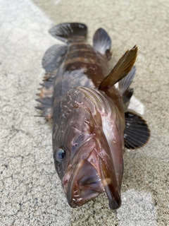 クエの釣果