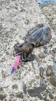 アオリイカの釣果