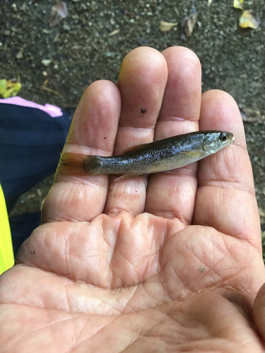 アブラハヤの釣果