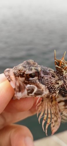 アナハゼの釣果