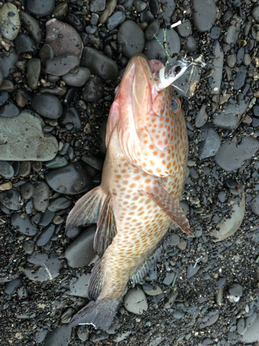 オオモンハタの釣果