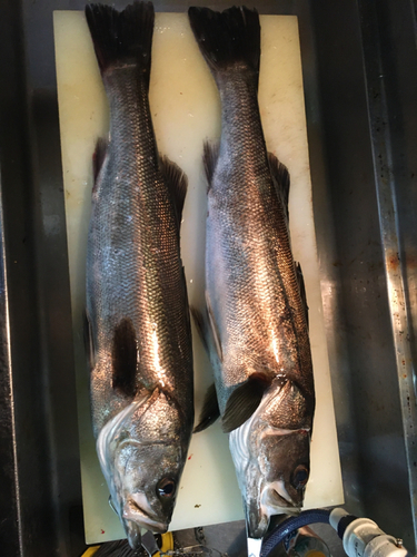 シーバスの釣果