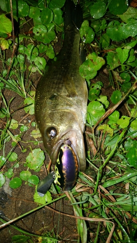 ブラックバスの釣果