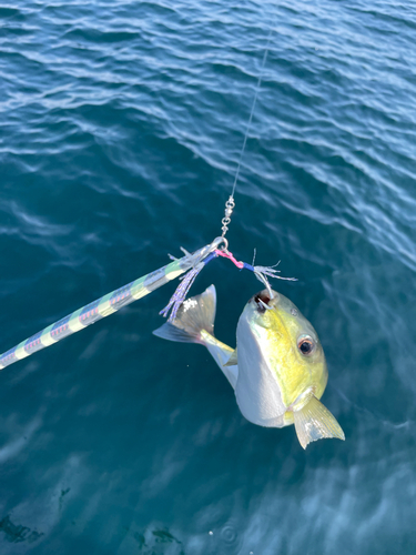 シロサバフグの釣果