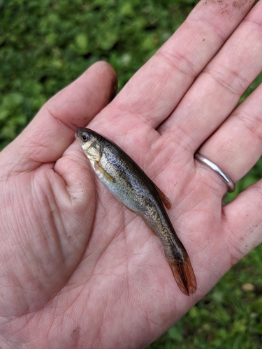 アブラハヤの釣果