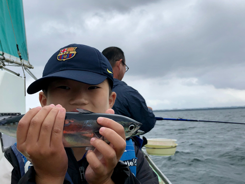 マルソウダの釣果