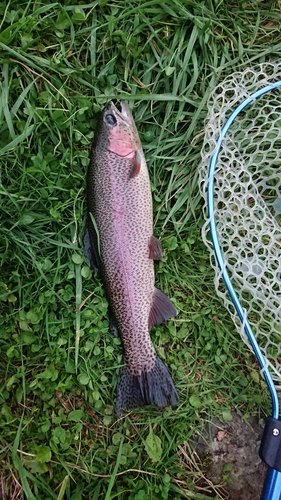 ニジマスの釣果