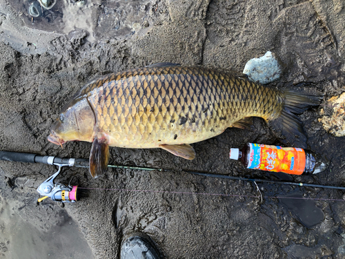 コイの釣果