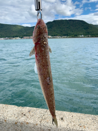 エソの釣果