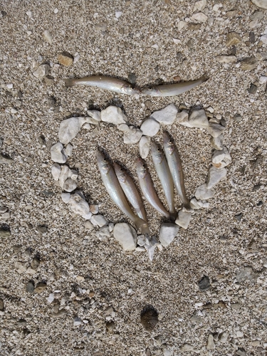 キスの釣果