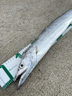 タチウオの釣果