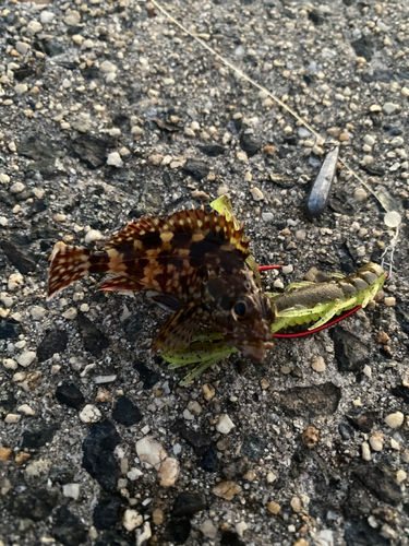 タケノコメバルの釣果