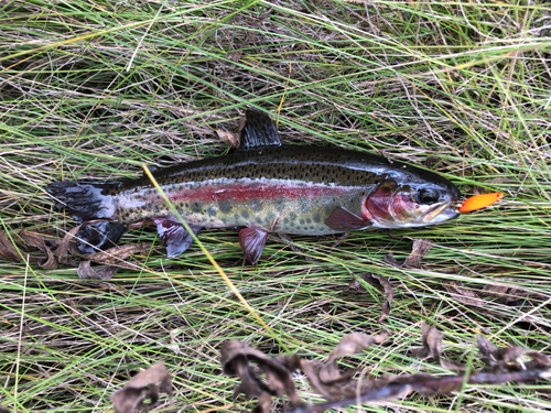 ニジマスの釣果