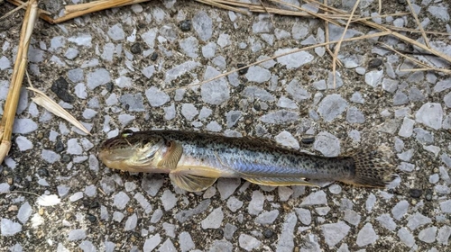 ハゼの釣果