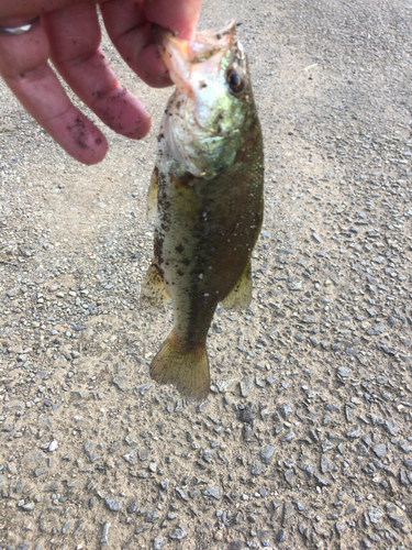 ブラックバスの釣果