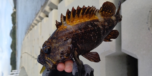 オウゴンムラソイの釣果