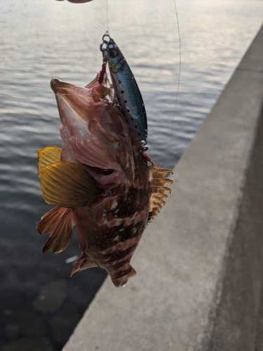 アコウの釣果