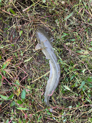 ナマズの釣果